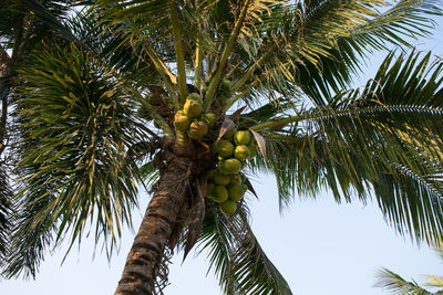 Low angle view of palm tree against sky