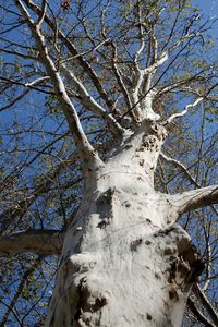 Low angle view of bare tree against sky