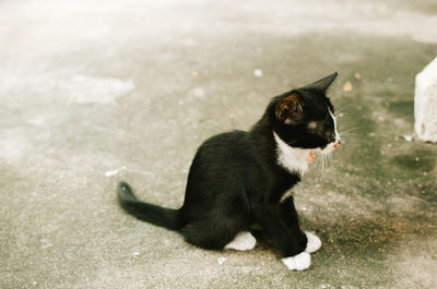 Black kitten sitting on walkway