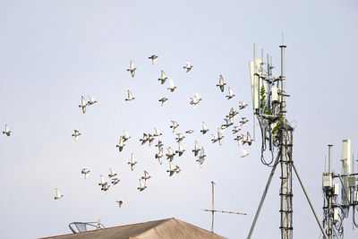 Flock of pigeon flying on telecommunication antenna post
