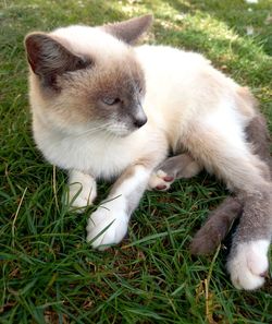 Close-up of cat lying on grass