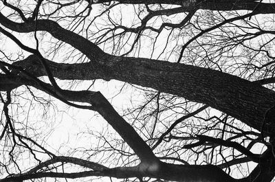 Low angle view of silhouette bare trees against sky