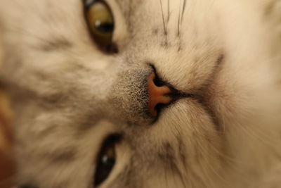 Close-up of cat