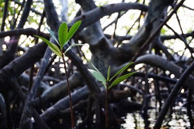 Close-up of leaves on tree