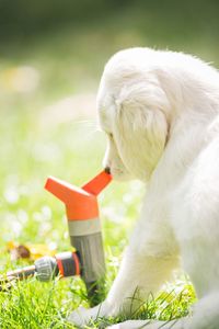 Close-up of dog on field