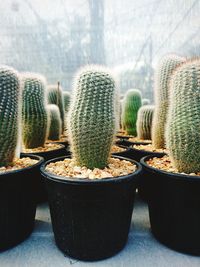 Close-up of potted cacti in greenhouse