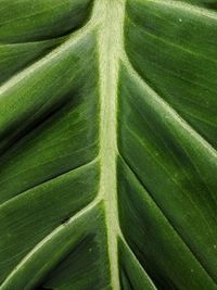 Full frame shot of succulent plant