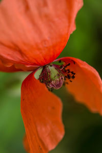 Close-up of orange rose flower