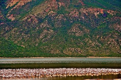 View of bird on land