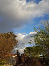 Trees against sky