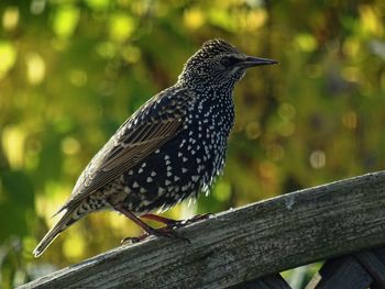 Close-up of bird perching on wood