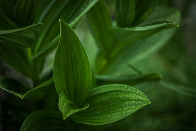 Close-up of fresh green plant