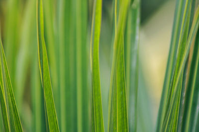 Full frame shot of green plants