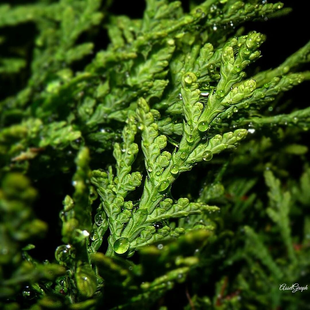 CLOSE-UP OF PLANTS