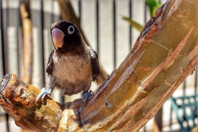 Close-up of bird perching on wood