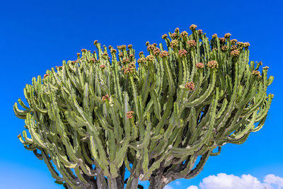 Low angle view of plant against clear blue sky