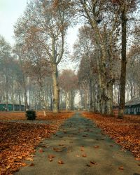 Road amidst trees during autumn