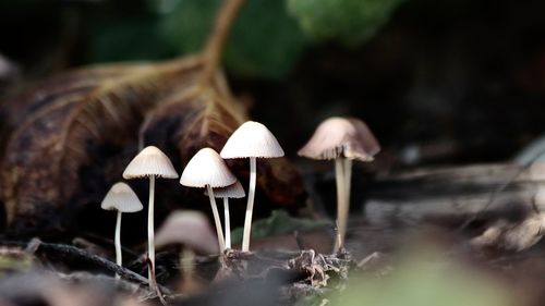 Close-up of mushroom growing on field