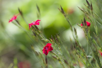 Close-up of red poppy blooming on plant