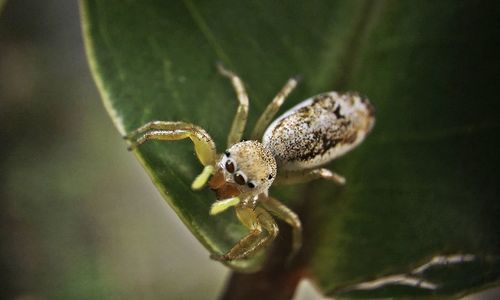 Close-up of spider on leaf