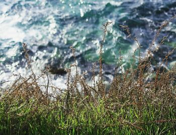 Plants growing in water