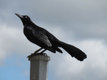 Low angle view of bird perching on wooden post