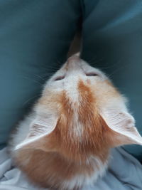 Close-up of cat sleeping