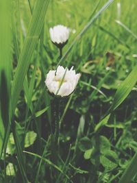 Close-up of white flowers blooming outdoors