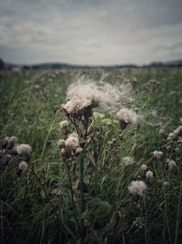 Close-up of white flowering plants on field