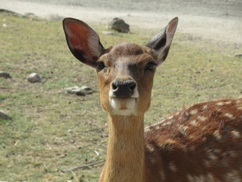 Close-up portrait of horse on field