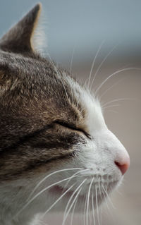 Close-up of cat looking away