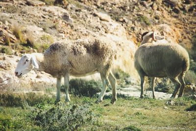 Sheep on grassy field