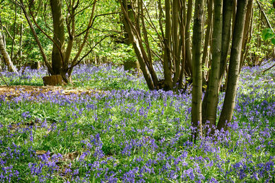 Trees growing in forest