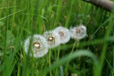 Close-up of dandelion against plants