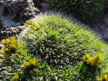 Close-up of yellow flowering plant on field