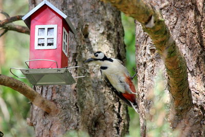 Bird perching on tree trunk