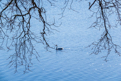 View of bare tree in winter