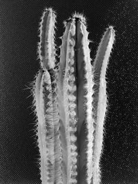 Close-up of cactus plant