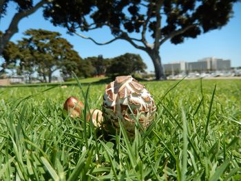 Trees on grassy field