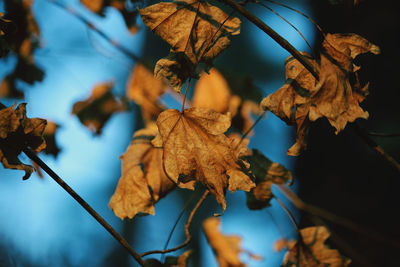 Close-up of dry maple leaves