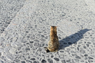 High angle view of cat sitting on sand