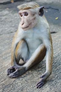 Portrait ape sitting outdoors