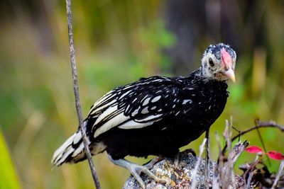 Close-up of bird perching on rock