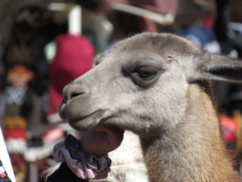 Close-up of a dog