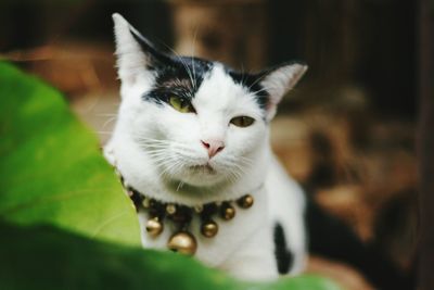 Close-up portrait of white cat