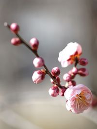 Close-up of pink cherry blossom on tree