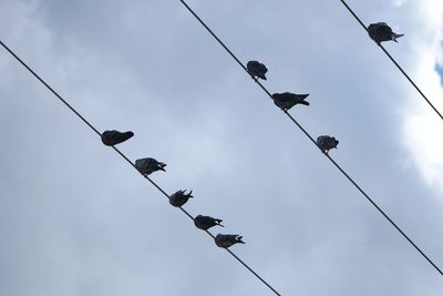 Low angle view of pigeons perching on cables against sky