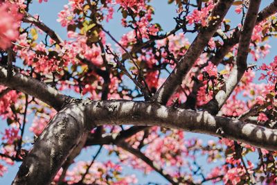 Low angle view of cherry blossom tree