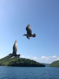 Seagull flying over sea against sky