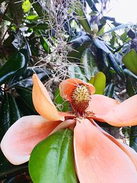 Close-up of flower